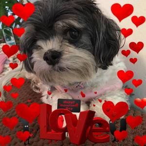 Meet your Posher, Sherry